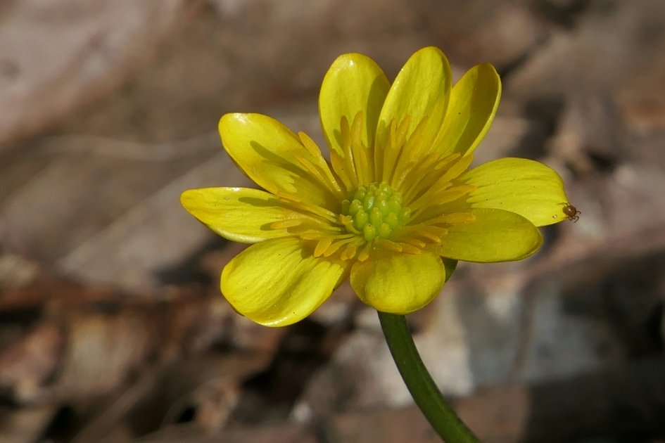 Speenkruid met spinnetje. - Planten - Speenkruid