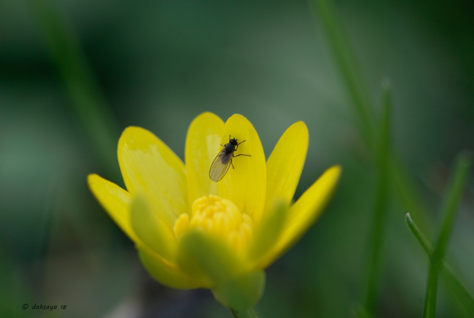 Speenkruid met vliegje - Planten - 