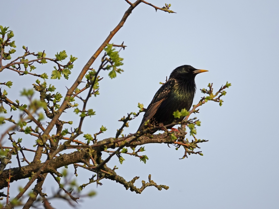 Spreeuw in boom met uitspruitende blaadjes - Vogels - Spreeuw