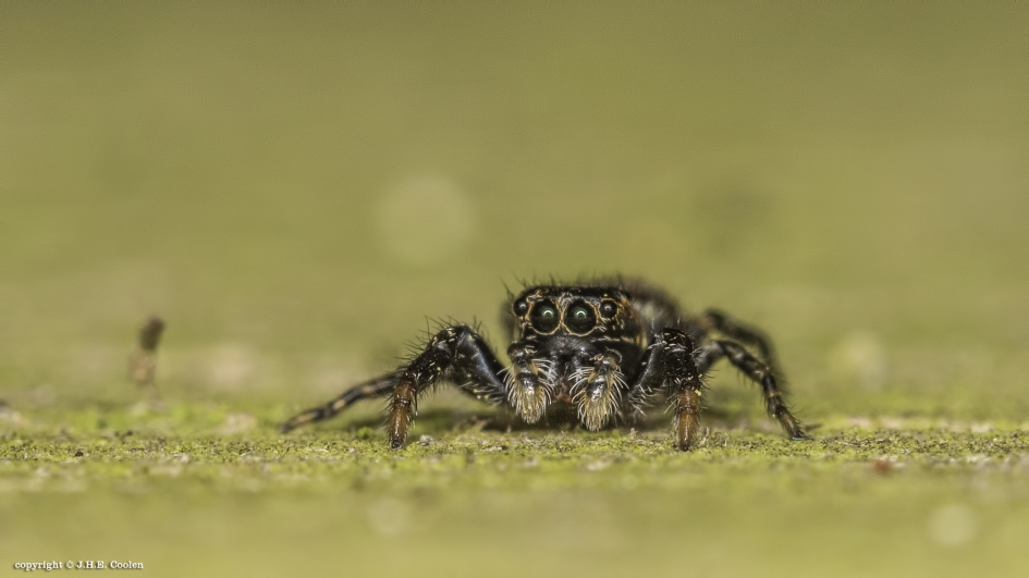 Spring...... - Geleedpotigen - Springspin