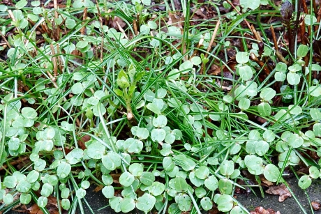 Springbalsemien, hoe zo een plaag?