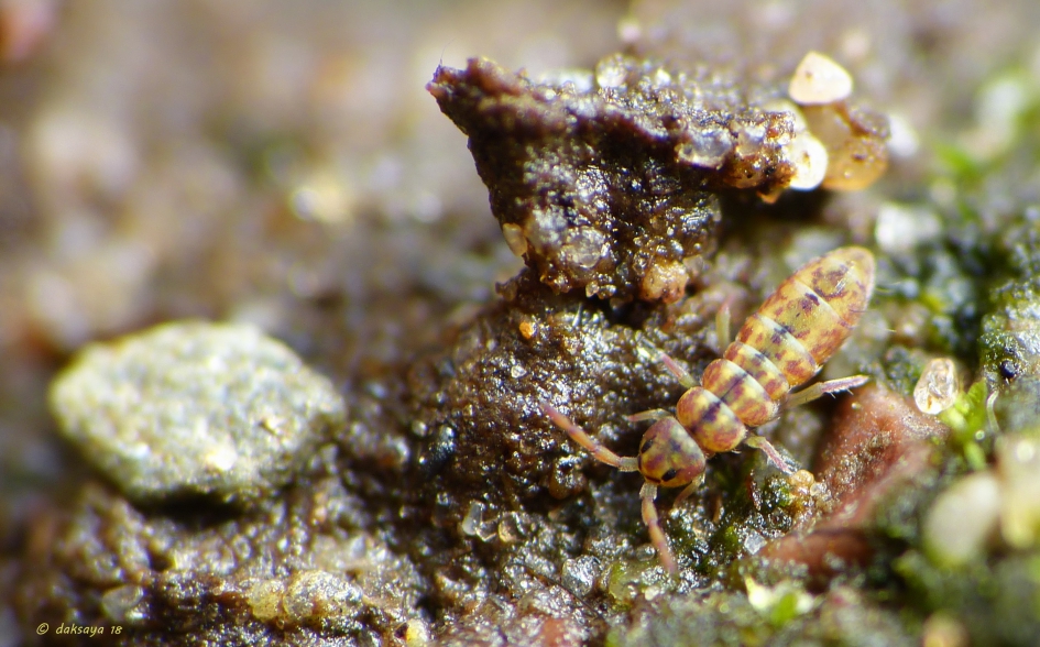 Springstaartje - Geleedpotigen - Springstaartje