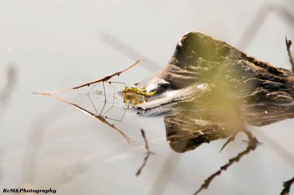Staafwants. - Geleedpotigen - Staafwants.