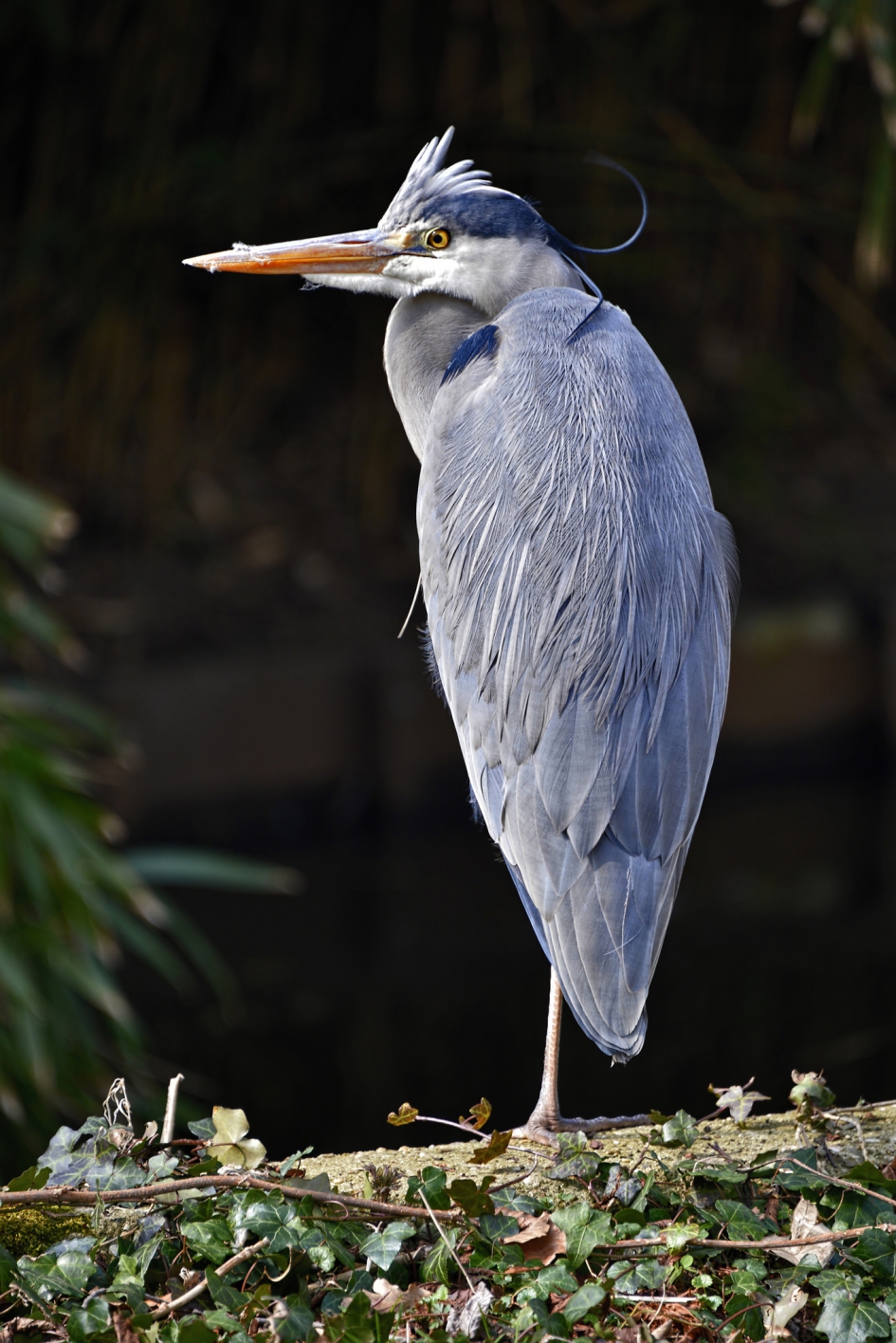 Stadsreiger - Vogels - Blauwe reiger