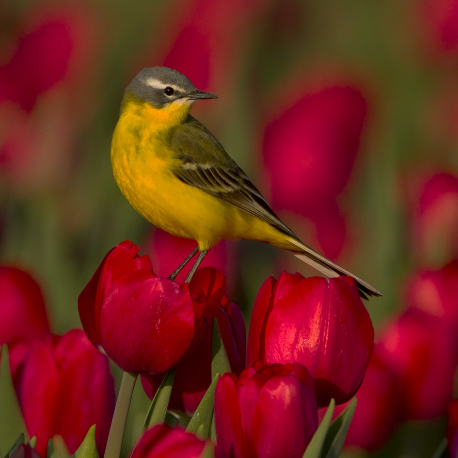 Start - Vogels - Gele kwikstaart
