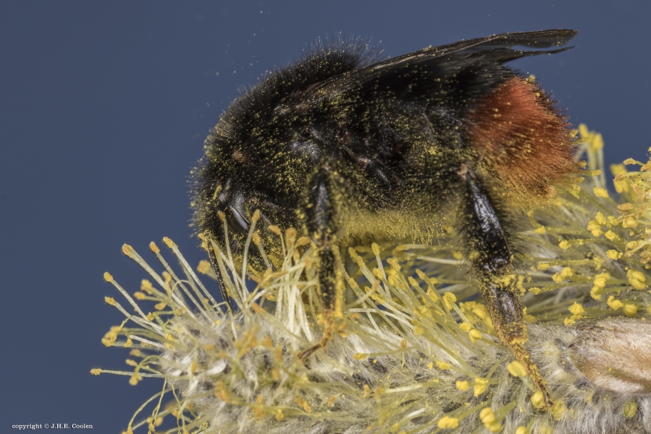 Steenhommel - Geleedpotigen - Steenhommel