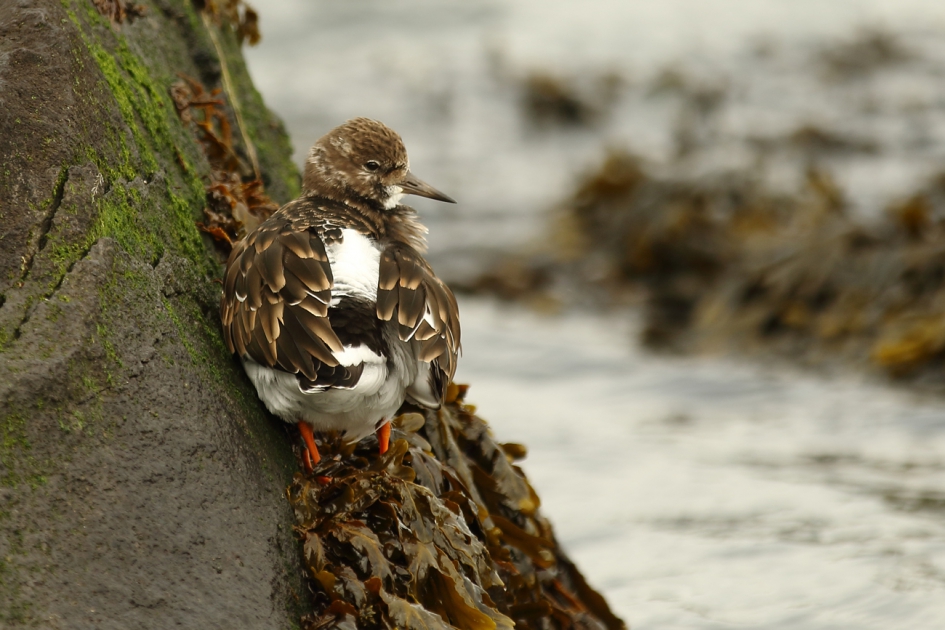 steenloper - Vogels - 