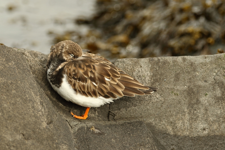 steenslaper...... - Vogels - 
