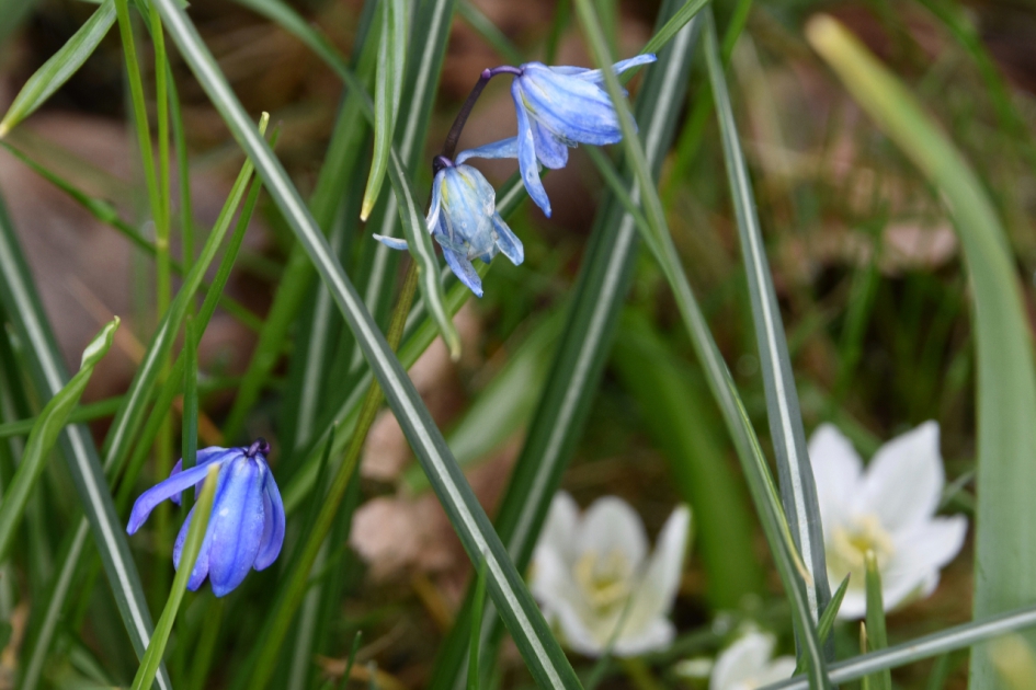 Sterhyacint... - Planten - 
