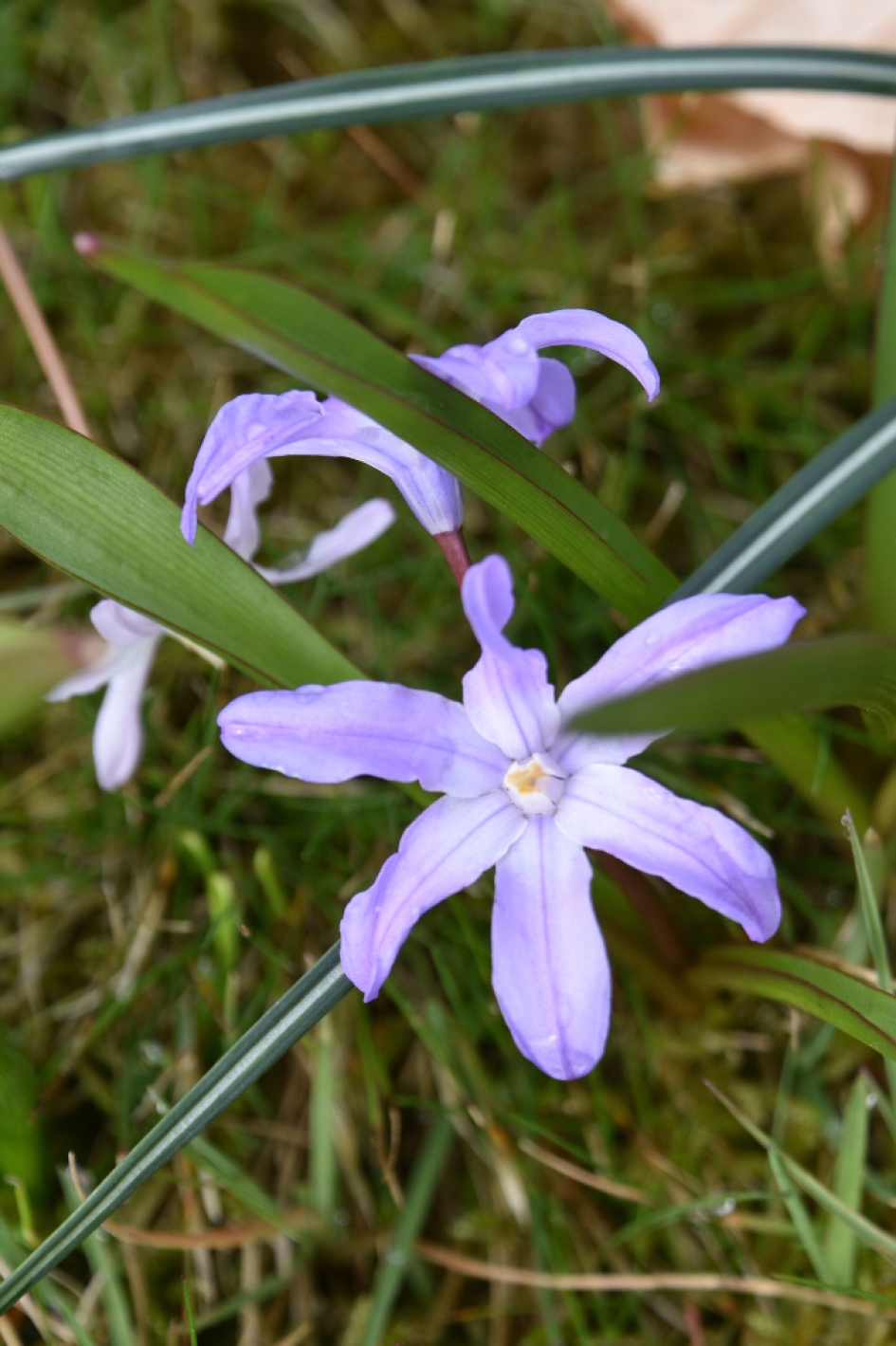 Sterhyacint - Planten - 