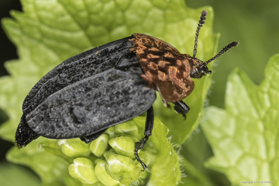 Stinkzwamaaskever (Oiceoptoma thoracicum) - Geleedpotigen - Stinkzwamaaskever