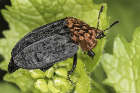 Stinkzwamaaskever (Oiceoptoma thoracicum)