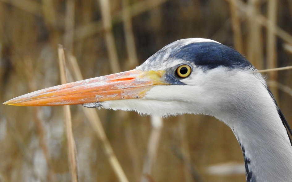 Strakke blik - Vogels - Blauwe reiger