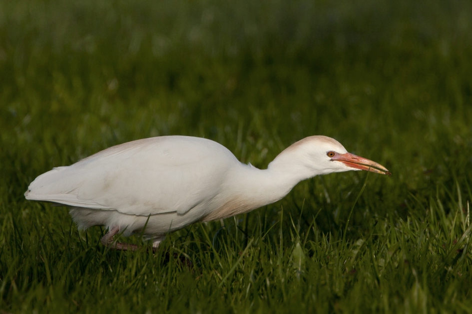 Strontvliegen - Vogels - Koereiger