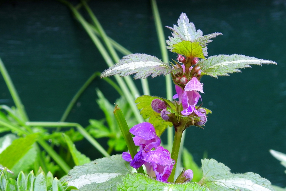Te mooi voor onkruid - Planten - Paarse dovenetel