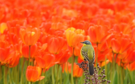 Tegen een decor van rode Tulpen