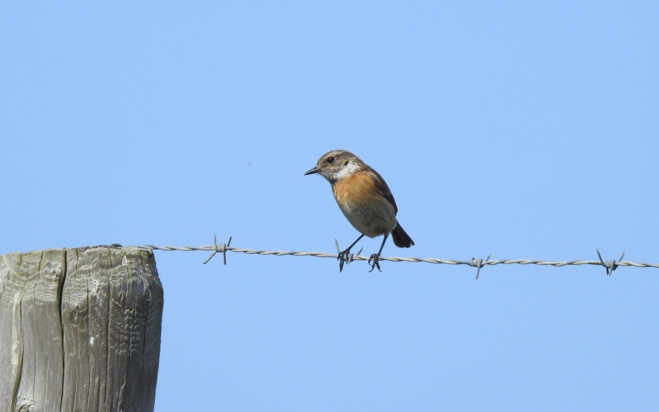 Terug naar de kust - Vogels - Roodborsttapuit