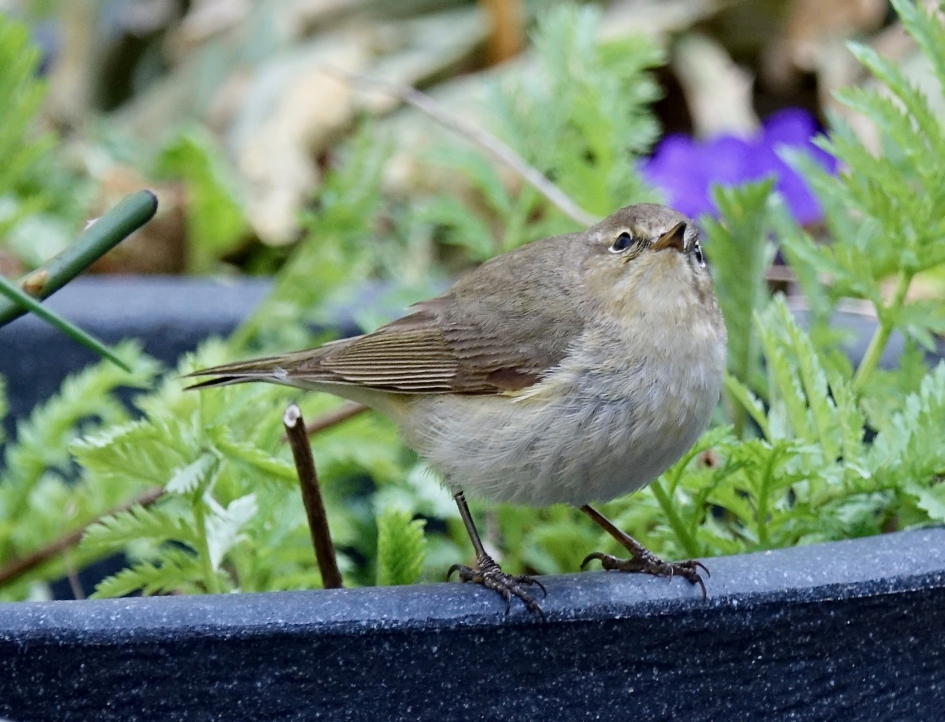 Tjif Tjaf - Vogels - Tjif Tjaf