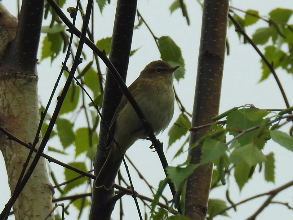 Tjiftjaf - Vogels - Tjiftjaf
