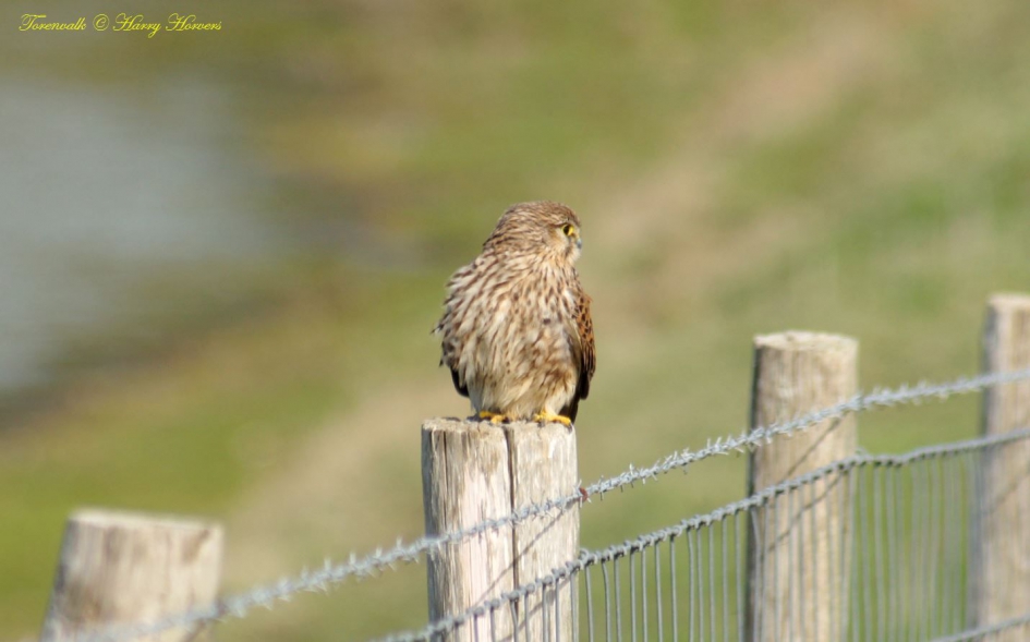 Torenvalk - Vogels - torenvalk