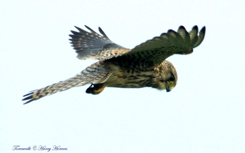 Torenvalk - Vogels - Torenvalk