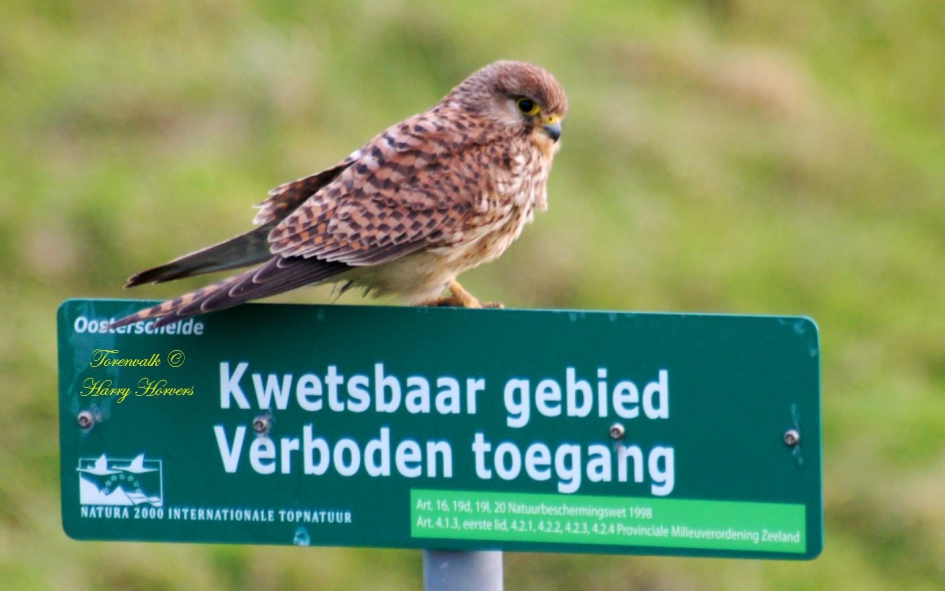 Torenvalk - Vogels - Torenvalk