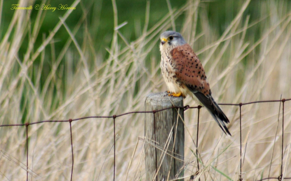 Torenvalk - Vogels - Torenvalk