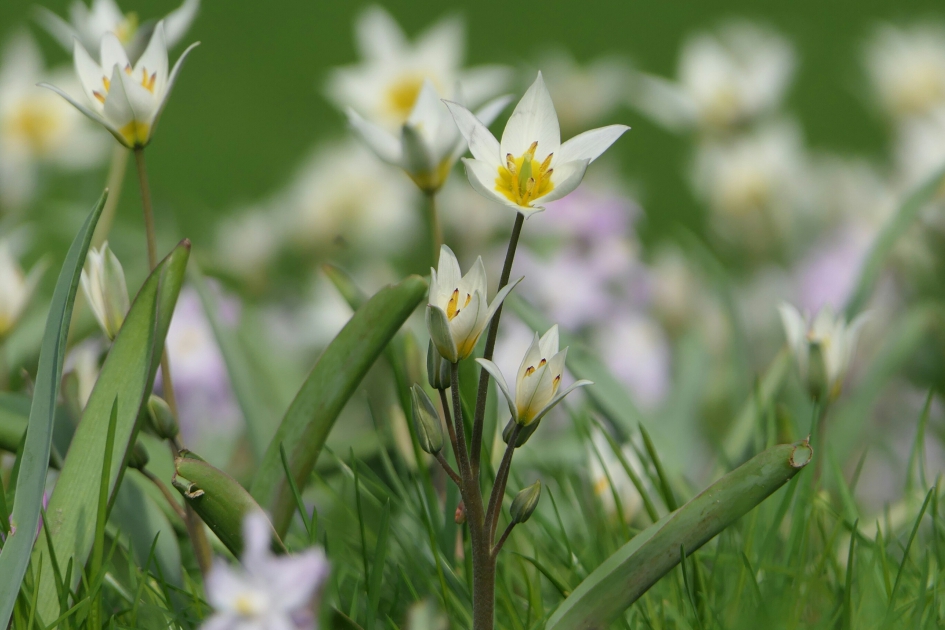 Tulipa - Planten - Tulp