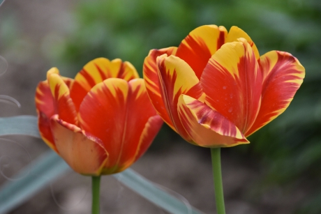 Tulpen