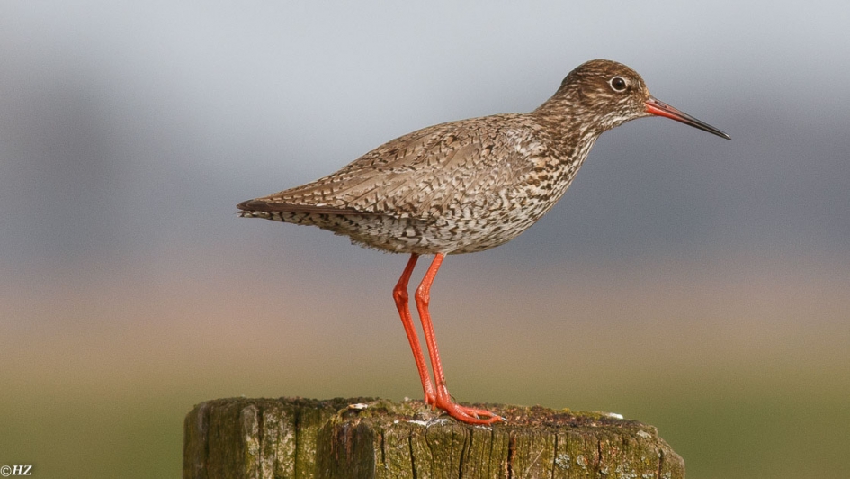 Tureluur - Vogels - Tureluur