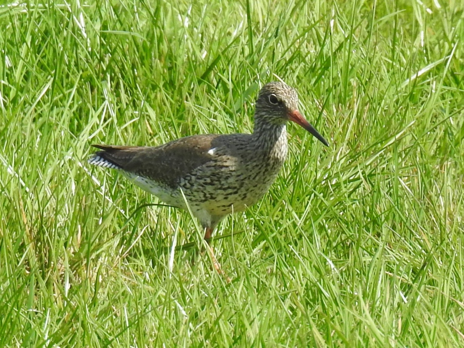 Tureluur - Vogels - Tureluur