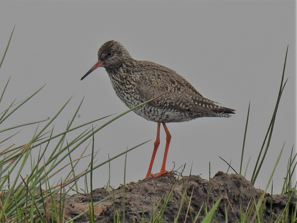 Tureluur - Vogels - Tureluur