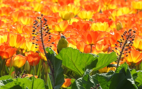 Tussen Tulpen en Groot hoefblad