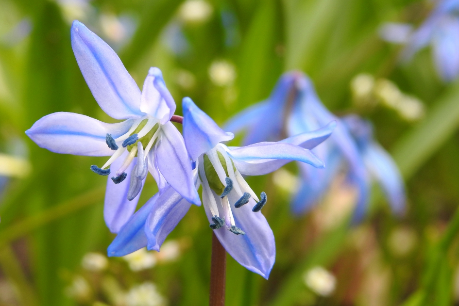Twee sterretjes - Planten - Sterhyacint