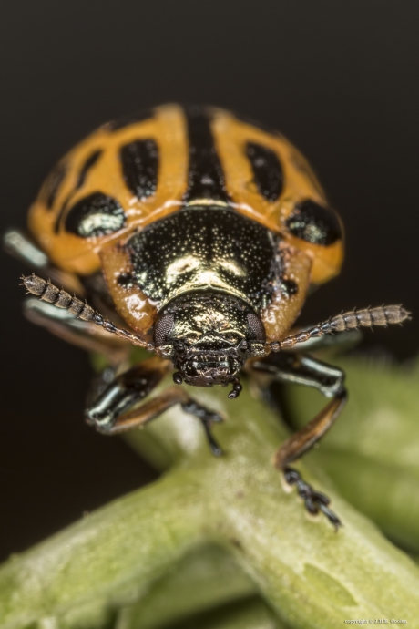 Twintigstippelig wilgenhaantje