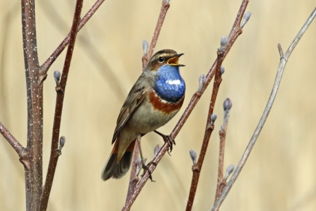 Uit volle (blauwe) borst..