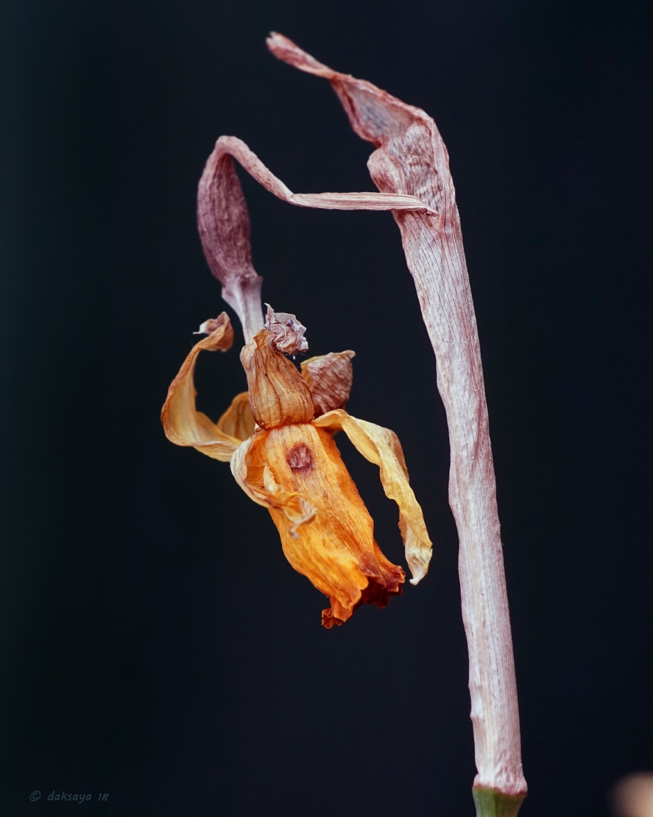 Uitgebloeid - Planten - Narcis