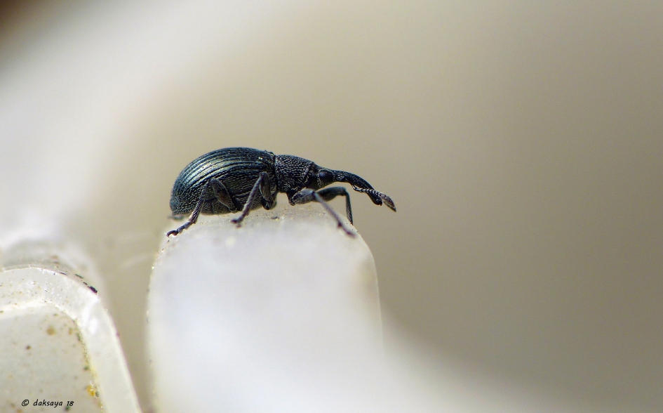 Uitkijkend naar... - Geleedpotigen - Wegdistelspitsmuis
