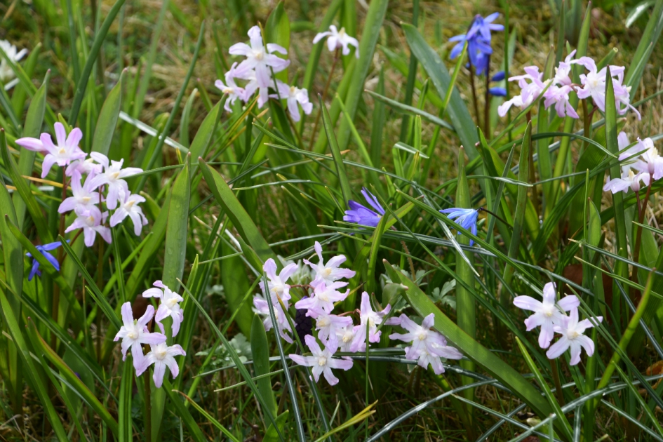 Van alles wat... - Planten - 