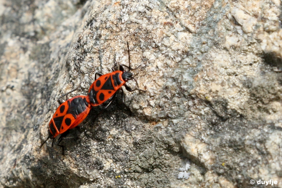 Van voor naar achter.. - Geleedpotigen - Vuurwantsen