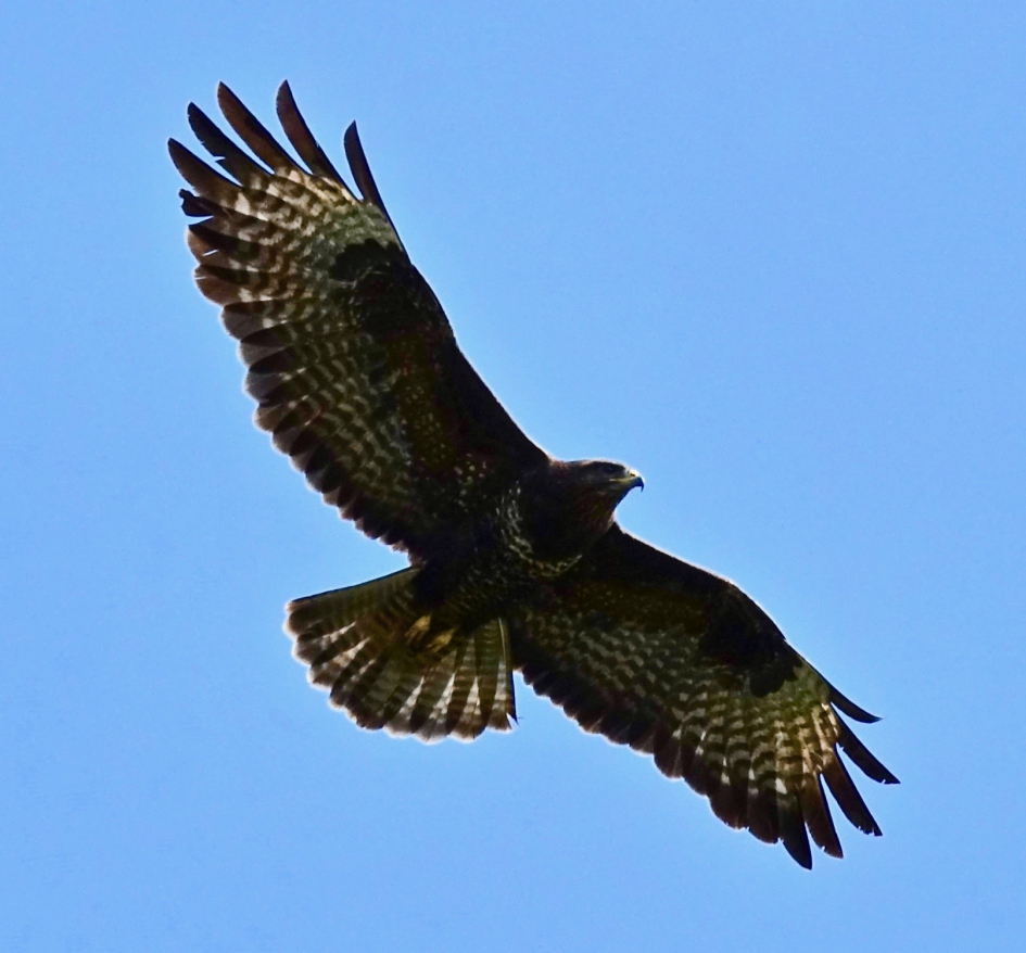 Verenpracht - Vogels - Buizerd