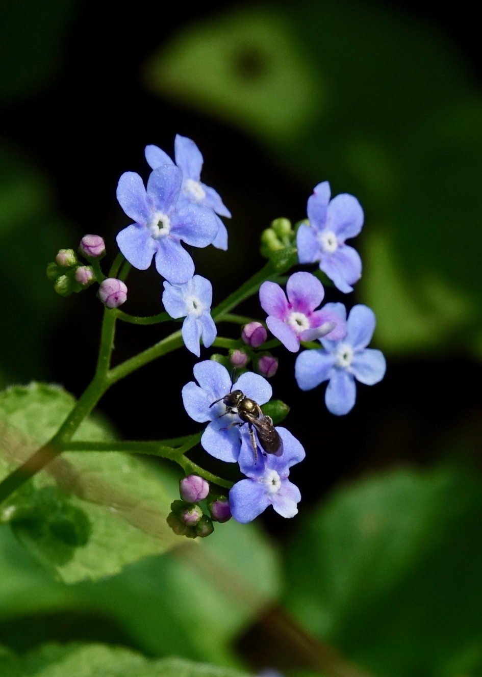 Vergeet-mij-nietje - Planten - Vergeet-mij-nietje