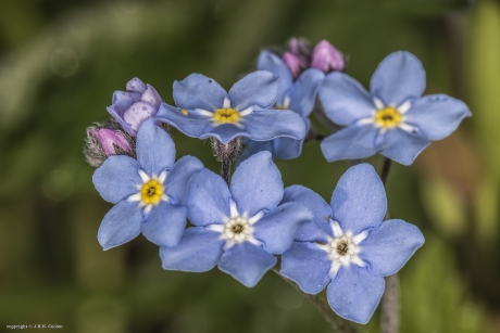 Vergeetmenietjes