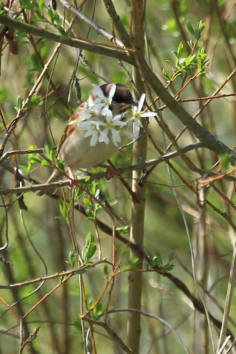 verstopte ringmus - Vogels - 