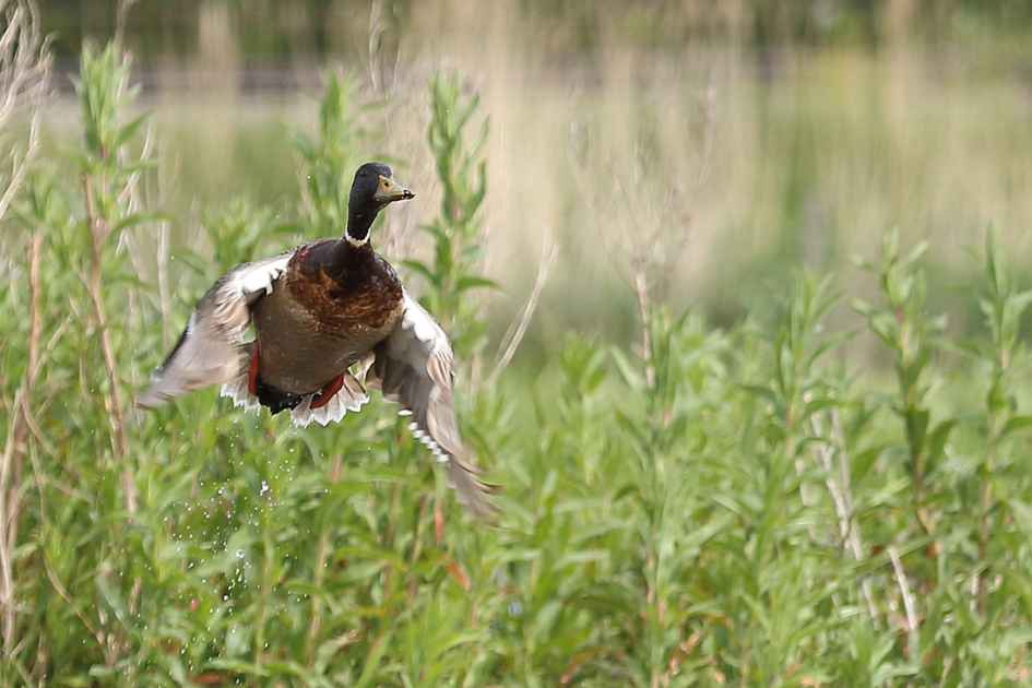 vertrek vanaf de Polderbaan - Vogels - 