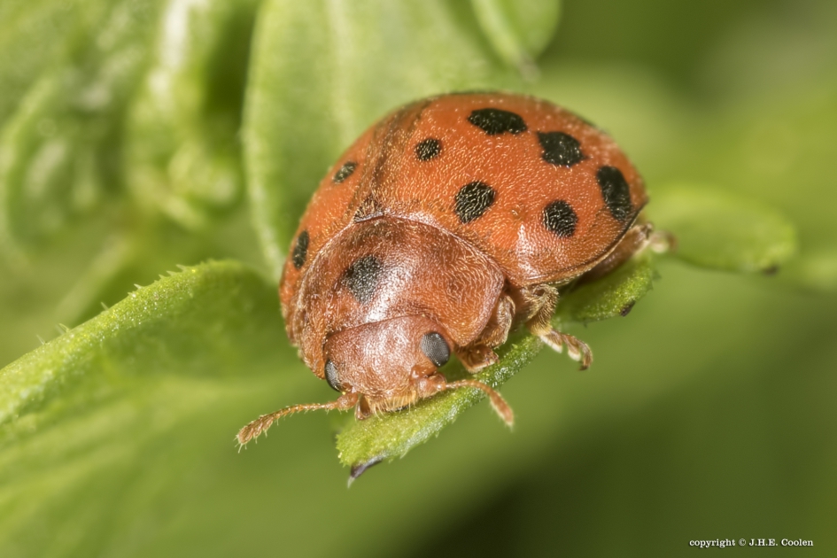 Vierentwintigstippelig lieveheersbeestje - Geleedpotigen - Vierentwintigstippelig lieveheersbeestje
