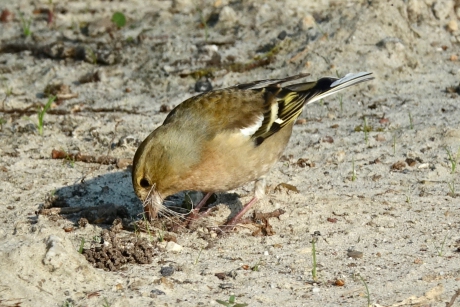 Vink met nesteldrang