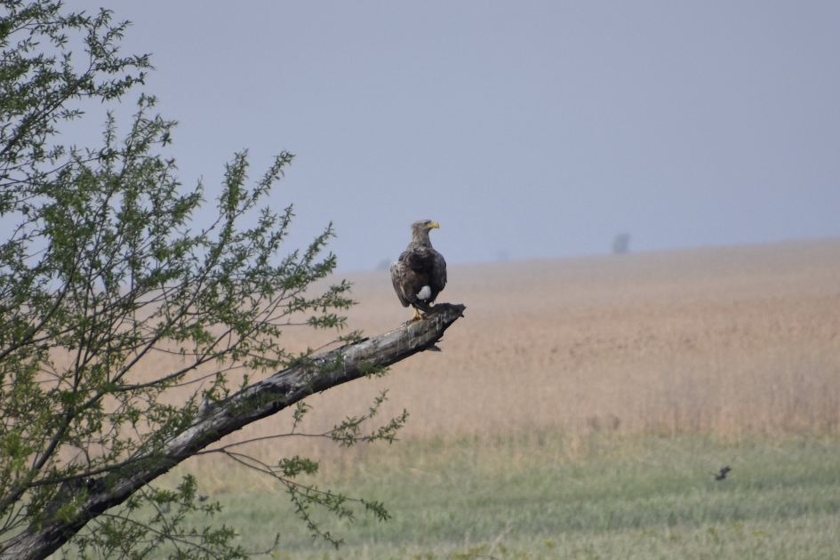 Zee of visarend - Vogels - 