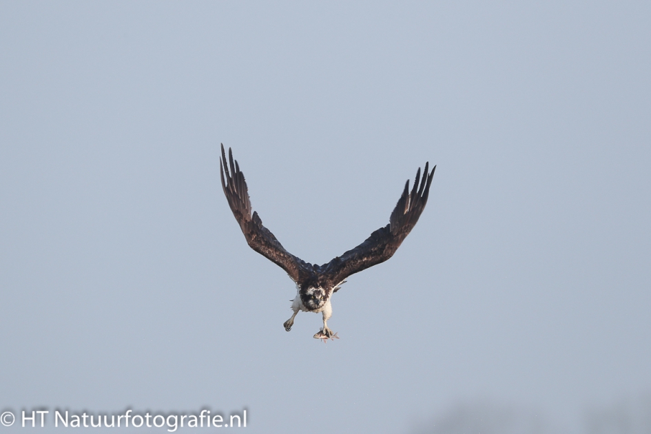 Visarend met waauw effect - Vogels - Visarend