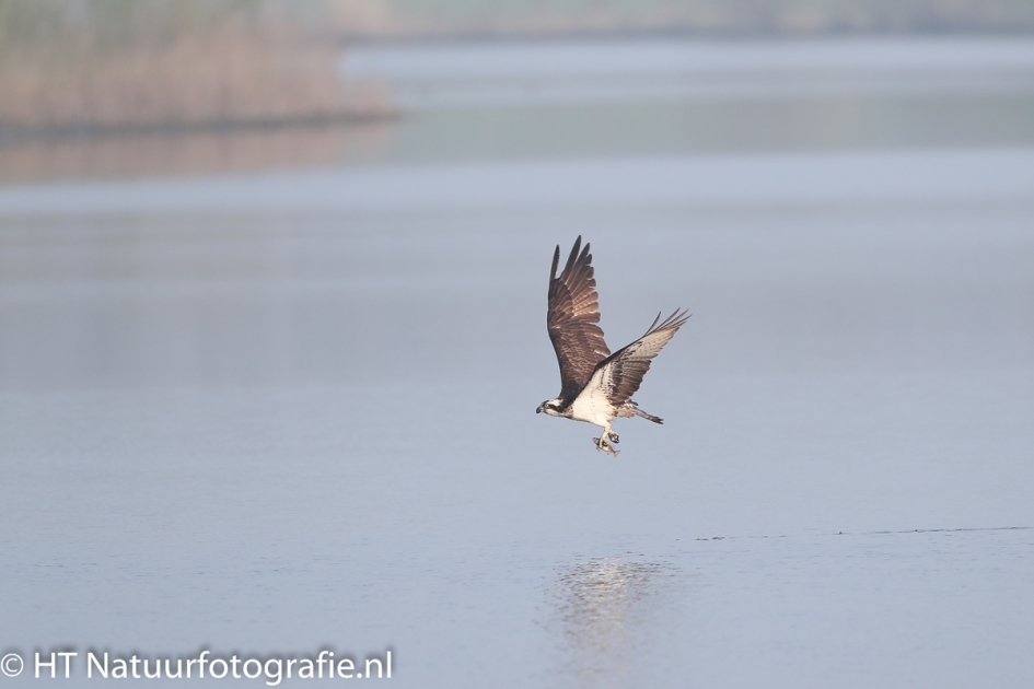 Vissende Visarend - Vogels - Visarend